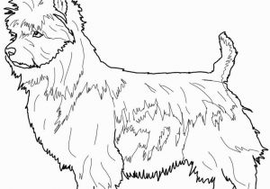 Cairn Terrier Coloring Pages Boston Terrier Coloring Pages at Getcolorings