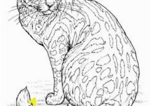 Calico Cat Coloring Pages 242 Best Adult Coloring Pages Cats Cats Cats Images On Pinterest