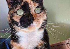 Calico Cat Coloring Pages Cute Of Calico Cats and Kittens