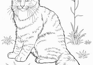 Calico Cat Coloring Pages Realistic Cat Coloring Sheets Nazly