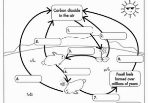 Carbon Cycle Coloring Page 45 Great Carbon Cycle Worksheet