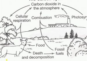 Carbon Cycle Coloring Page 45 Great Carbon Cycle Worksheet