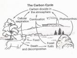 Carbon Cycle Coloring Page Carbon Cycle Coloring Page Best Teaching