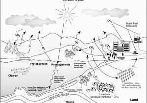 Carbon Cycle Coloring Page Carbon Cycle Diagram Elementary Wiring Diagram & Electricity