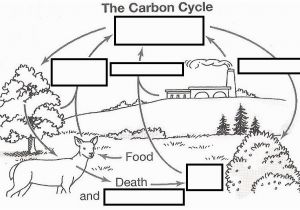 Carbon Cycle Coloring Page Wizer Free Interactive Carbon Cycle Biology Cycles Blended