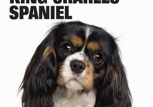 Cavalier King Charles Spaniel Coloring Page Cavalier King Charles Spaniel by Dog Fancy Magazine