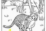 Cheetah Coloring Pages Online African Animals Coloring Pages