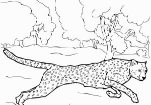 Cheetah Coloring Pages Online Cheetah Coloring Pages Gallery thephotosync