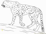 Cheetah Coloring Pages Online Coloring Pages Of Baby Cheetahs A K Bfo