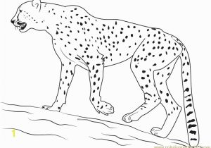 Cheetah Coloring Pages Online Coloring Pages Of Baby Cheetahs A K Bfo