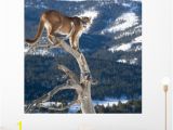 Cheetah Print Wall Murals Mountain Lion Od Dead Wall Mural by Wallmonkeys Peel and Stick