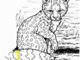 Cheetah Running Coloring Pages 49 Best Cheetah Education Images On Pinterest