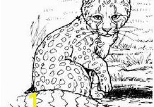 Cheetah Running Coloring Pages 49 Best Cheetah Education Images On Pinterest