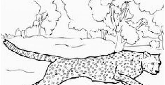 Cheetah Running Coloring Pages 645 Best Cheetahlish Images On Pinterest