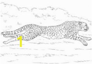 Cheetah Running Coloring Pages Die 709 Besten Bilder Von Coloring Pages Animals