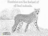 Cheetah Running Coloring Pages Line Cheetah Coloring Pages Lexilu Pinterest