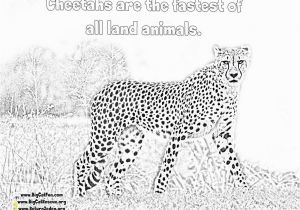 Cheetah Running Coloring Pages Line Cheetah Coloring Pages Lexilu Pinterest
