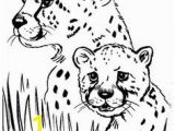 Chester Cheetah Coloring Pages 40 Best Cheetah Paint Images