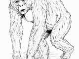 Chimp Coloring Pages Chimpanzee Coloring Pages