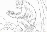 Chimp Coloring Pages Chimpanzee Coloring Pages