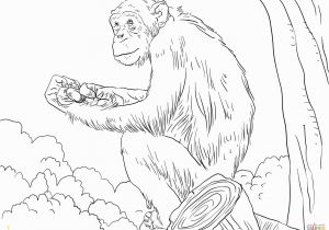 Chimp Coloring Pages Chimpanzee Coloring Pages