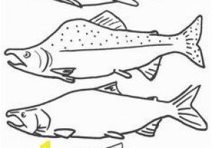 Chinook Salmon Coloring Page 157 Best Native Salmon Images On Pinterest