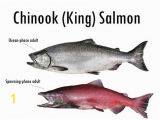 Chinook Salmon Coloring Page Alaska S Five Species Of Pacific Salmon Alaska Department Of Fish