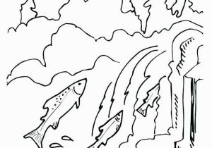 Chinook Salmon Coloring Page Chinook Salmon Coloring Page Awesome Chinook Drawing at Getdrawings