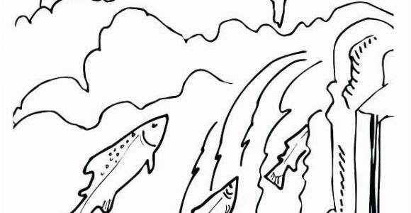 Chinook Salmon Coloring Page Chinook Salmon Coloring Page Awesome Chinook Drawing at Getdrawings