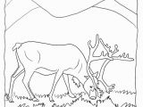 Christmas Reindeer Coloring Pages Real Reindeer Coloring Pages From Our Real Animal Coloring