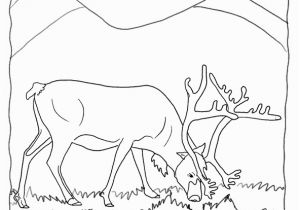 Christmas Reindeer Coloring Pages Real Reindeer Coloring Pages From Our Real Animal Coloring