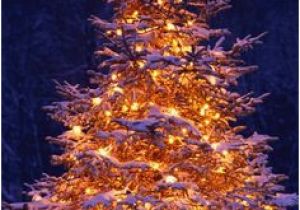 Christmas Wall Murals Uk 7 Best Christmas Tree Wallpaper Images