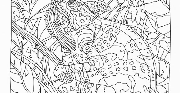 Color by Number Animal Coloring Pages Hidden Predators Coloring Book Mindware