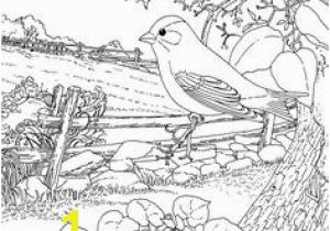 Colorado State Bird Coloring Page 2222 Best Coloring Pages Adults and Kids Images