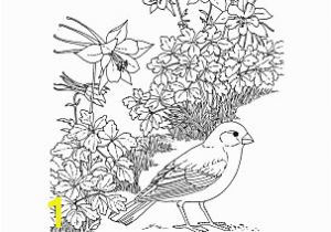 Colorado State Bird Coloring Page Colorado Wordsearch Crossword Puzzle and More