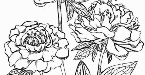 Coloring Page Of A Plant Peony Flower Coloring Pages Download and Print Peony Flower