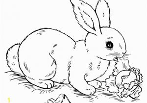 Coloring Page Of A Rabbit Bunny Rabbit Coloring Pages