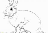 Coloring Page Of A Rabbit Rabbits Coloring Pages