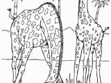 Coloring Pages for Zoo Animals Image Result for Realistic Animal Coloring Pages for Adults
