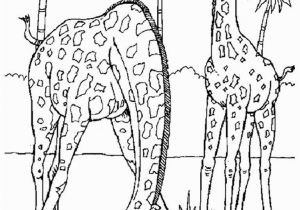 Coloring Pages for Zoo Animals Image Result for Realistic Animal Coloring Pages for Adults