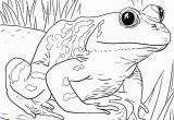 Coloring Pages for Zoo Animals Zoo Animals Coloring Pages