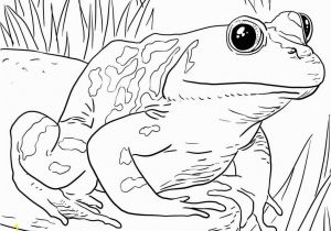 Coloring Pages for Zoo Animals Zoo Animals Coloring Pages