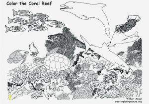 Coloring Pages Of Coral Reefs 20 Beautiful Coral Reef Animals and Plants Coloring Pages