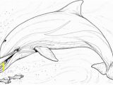 Coloring Pages Of Dolphins Printable Pin Auf Printables