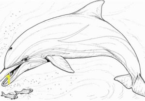 Coloring Pages Of Dolphins Printable Pin Auf Printables