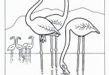 Coloring Pages Of Flamingos Flamingo Coloring Pages Flamingo Colouring Pages
