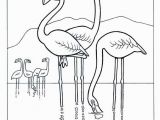 Coloring Pages Of Flamingos Flamingo Coloring Pages Flamingo Colouring Pages