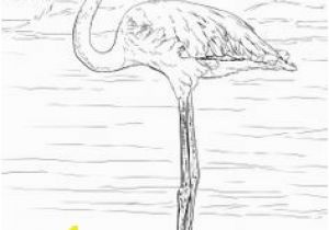 Coloring Pages Of Flamingos Flamingo Coloring Pages Flamingo Colouring Pages