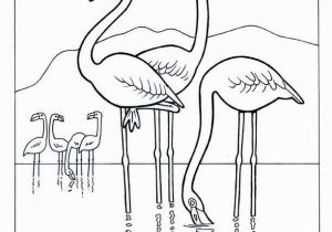 Coloring Pages Of Flamingos Flamingo Coloring Pages Flamingo Colouring Pages