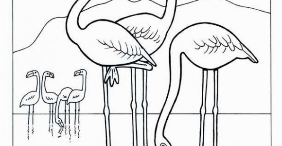Coloring Pages Of Flamingos Flamingo Coloring Pages Flamingo Colouring Pages